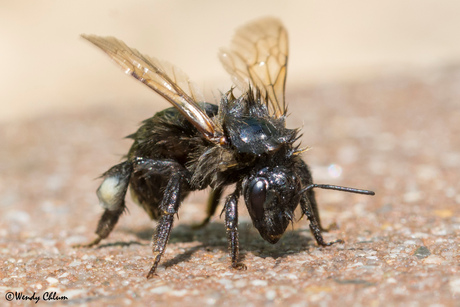 Hommel na een douche