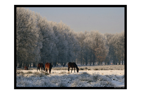 de Kampina