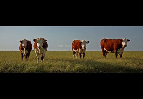 Koeien in het Friese landschap 2