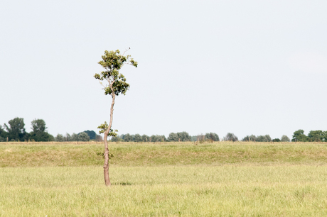 lonely tree