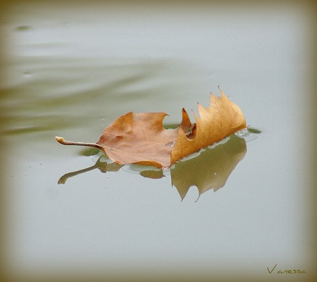 floating leaf