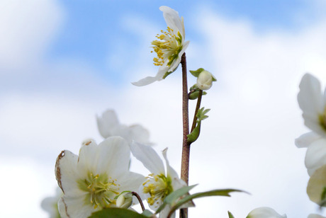 Helleborus