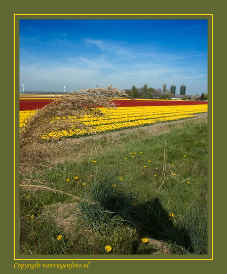 Red,green,yellow and blue