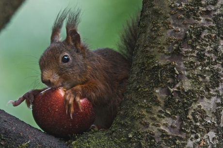 Eekhoorn met appel