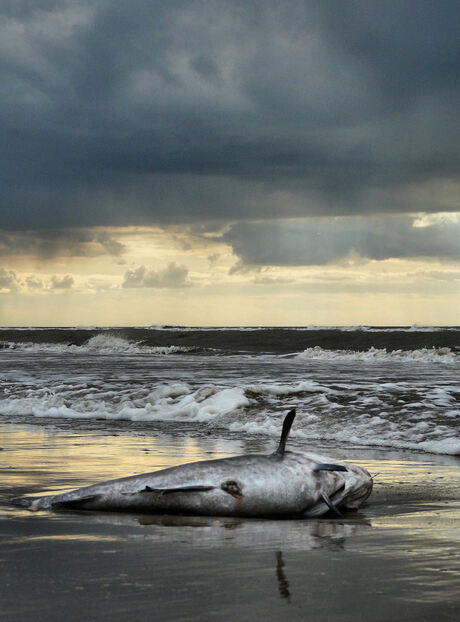 the last beach