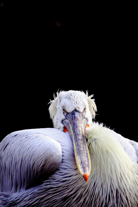 Portret van de pelikaan