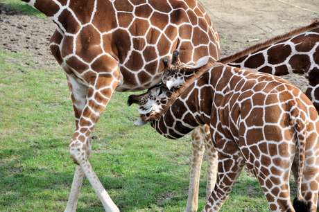 Kleine girafjes