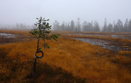 Mistig herfst landschap