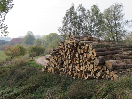 Natuurbeheer door houtkap