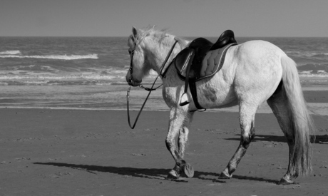 paard alleen op stap op het strand