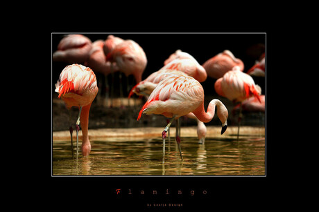 Flamingo's