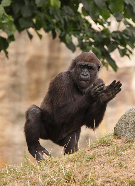 Clap your hands and dance....