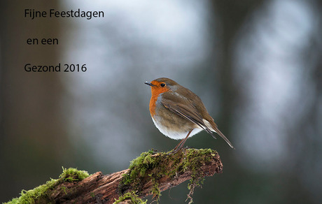 Fijne Feestdagen