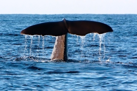 Diving sperm-whale