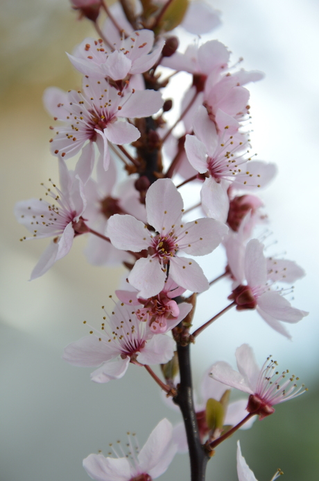 Prunus BlossomDSC_0011 (2).JPG