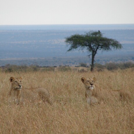 Leeuwen in Masai Mara