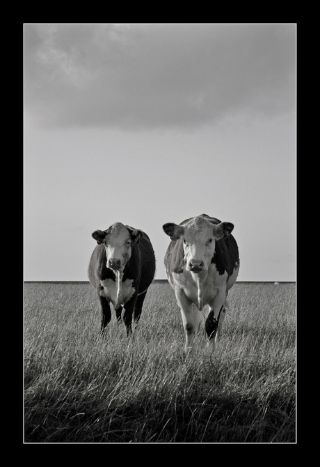 Koeien in het Friese landschap 4
