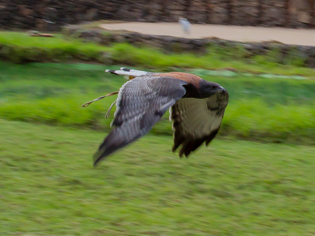 Roofvogelshow Lanzarote