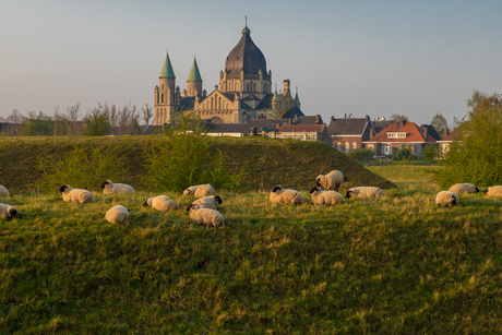 Grazende schapen bij een opkomende lentezon