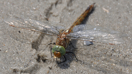 Libelle op het strand