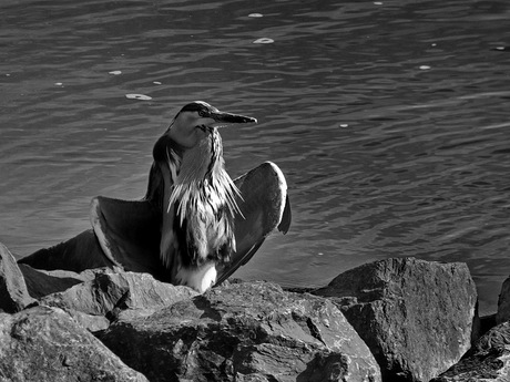 Reiger heerlijk in de zon