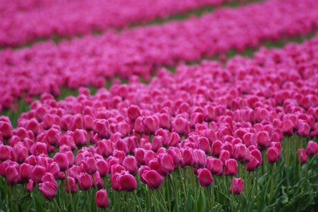 Roze tulpen in de regen