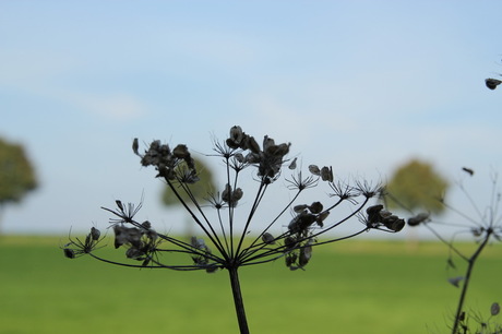 Bereklauw in het veld