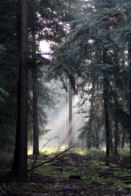 Eerste zonnestralen I