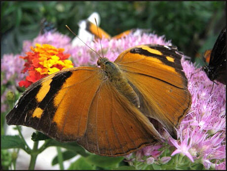 Oranje vlinder