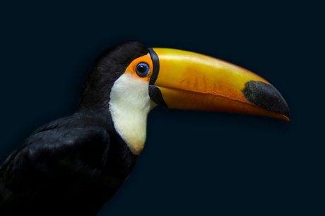 Toco toucan