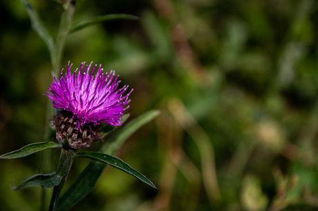 Flowerpower