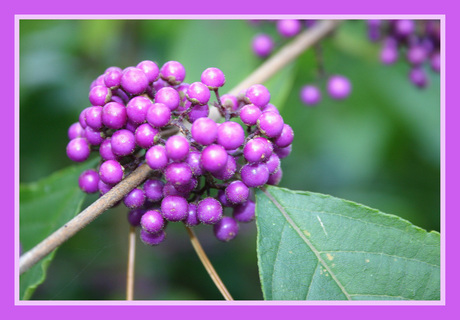 Purple berry's