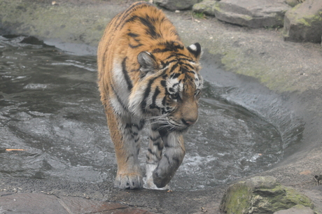 tijger neemt bad