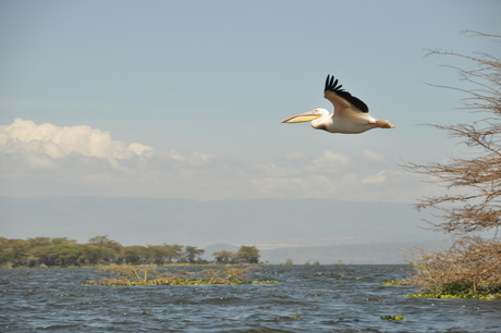 Lake Naivasha