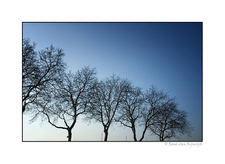 Schoonhoven --Just trees 01--
