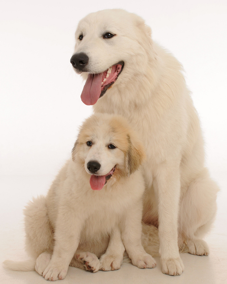 PYR LOVE