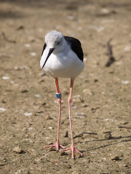 dagje dierentuin