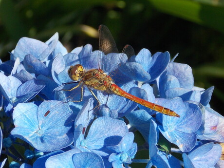 Libel op hortensia