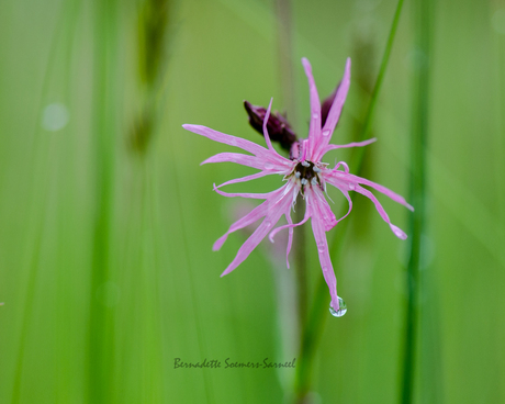 Calm after the rain