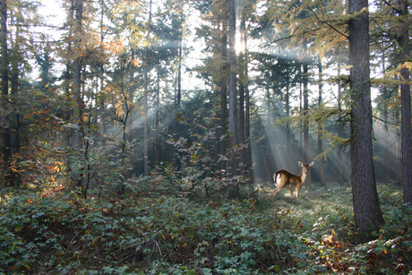 Herfstbos met hertejong