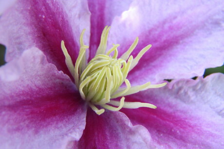 Clematis