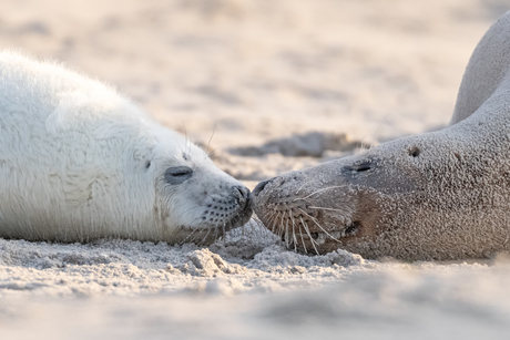 Seals kiss