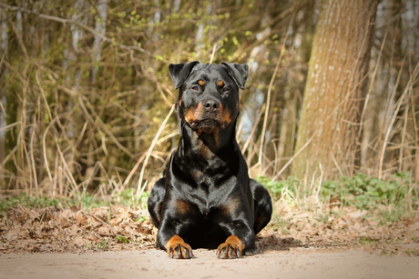 Rottweiler