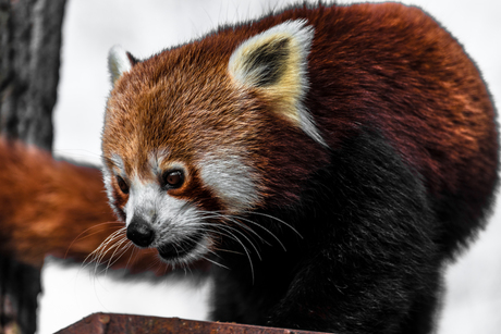 Red Panda spotted in his activity