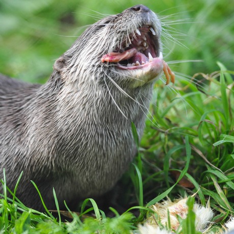 Otter eet een kuikentje