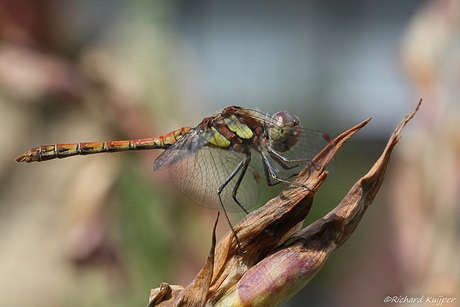 steenrode heidelibel (Sympetrum vulgatum)