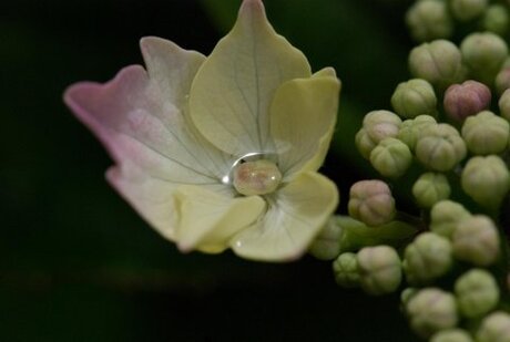 Hortensia