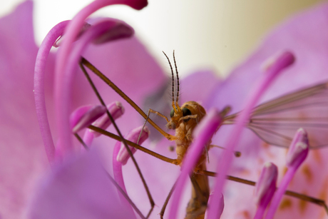 entering the flower@zoom