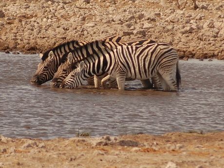 Zebra