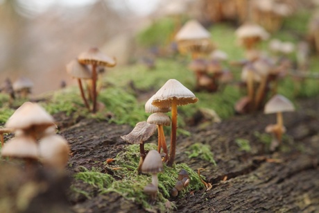 groepje op boomstam